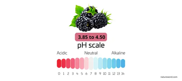 ph value of blackberry 