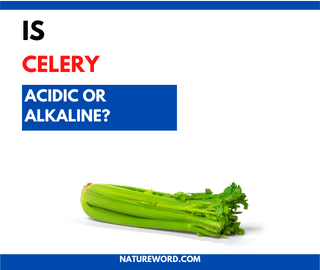 Celery acidic or alkaline