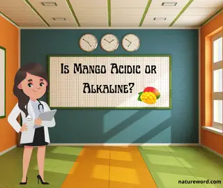 Mango Acidic or Alkaline