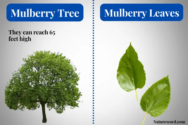 What Do Mulberries Look Like? (With Infographics) - NatureWord
